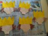 SAM_6869